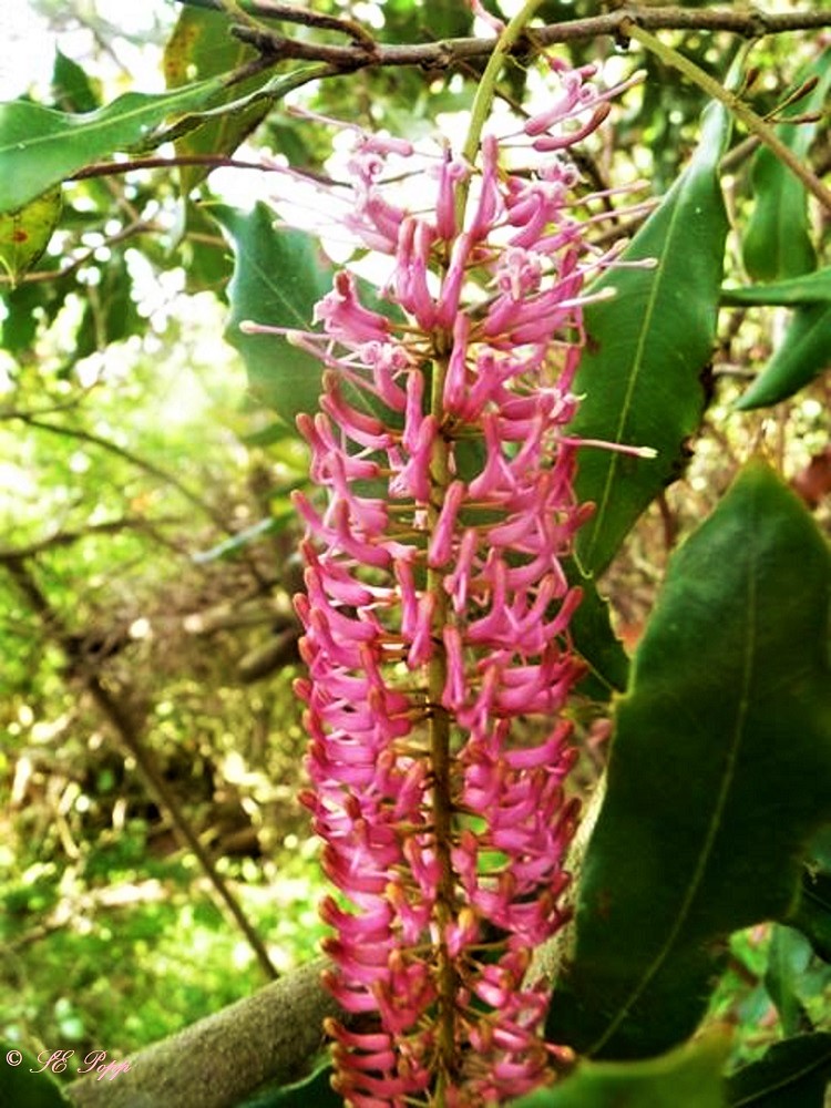 Macademia flowering