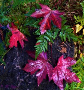 fall colors, fallen leaves