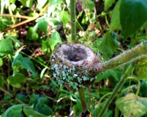 Hummingbird nest in salvia karwinskii