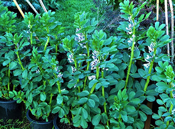 Fava beans grown in #5 pots